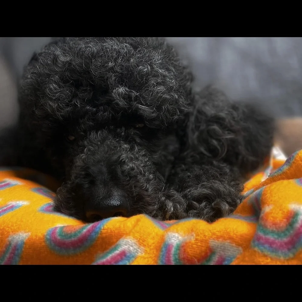 NEW~Random print~ Dog bed blanket,snuggle fleece blanket